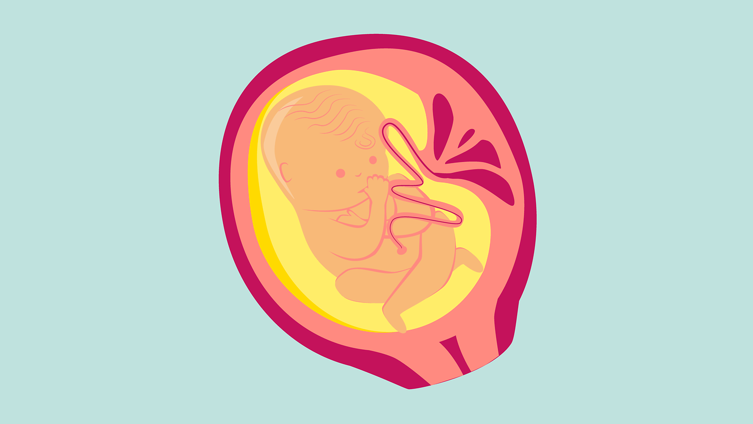 Illustration 8. Schwangerschaftsmonat: Das Baby lutscht jetzt schon am Daumen.