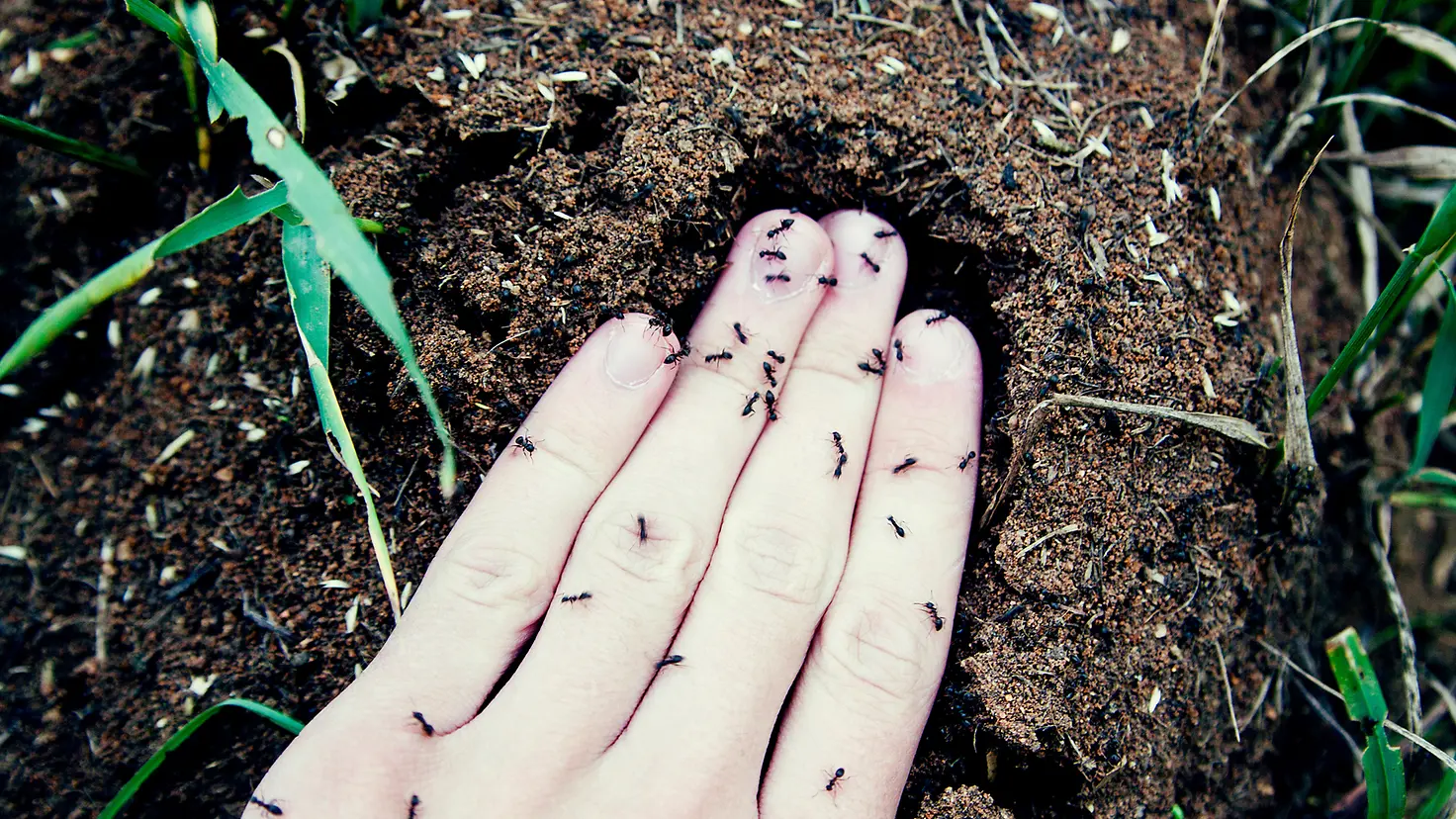 Eine Hand voller krabbelnder Ameisen, die ein kribbelndes Gefühl verursachen, liegt in Erde.
